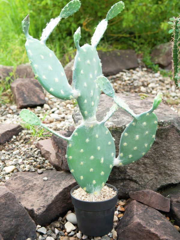 Kaktus Nopal, 76cm - Image 3
