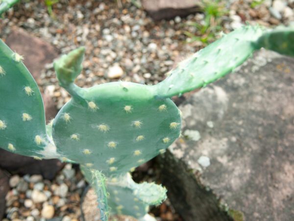 Kaktus Nopal, 76cm - Image 4