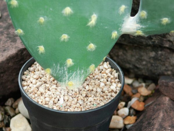 Kaktus Nopal, 76cm - Image 6
