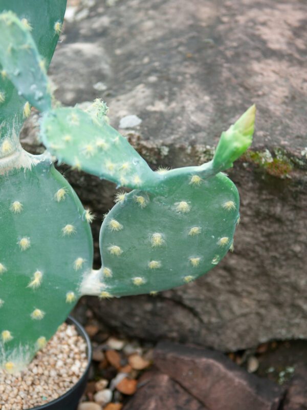 Kaktus Nopal, 76cm - Image 7
