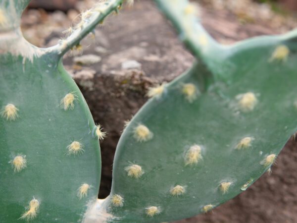 Kaktus Nopal, 76cm - Image 8