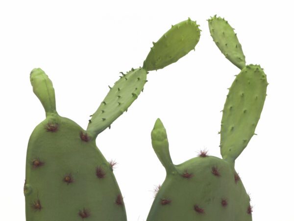 Kaktus Nopal, 75cm - Image 2