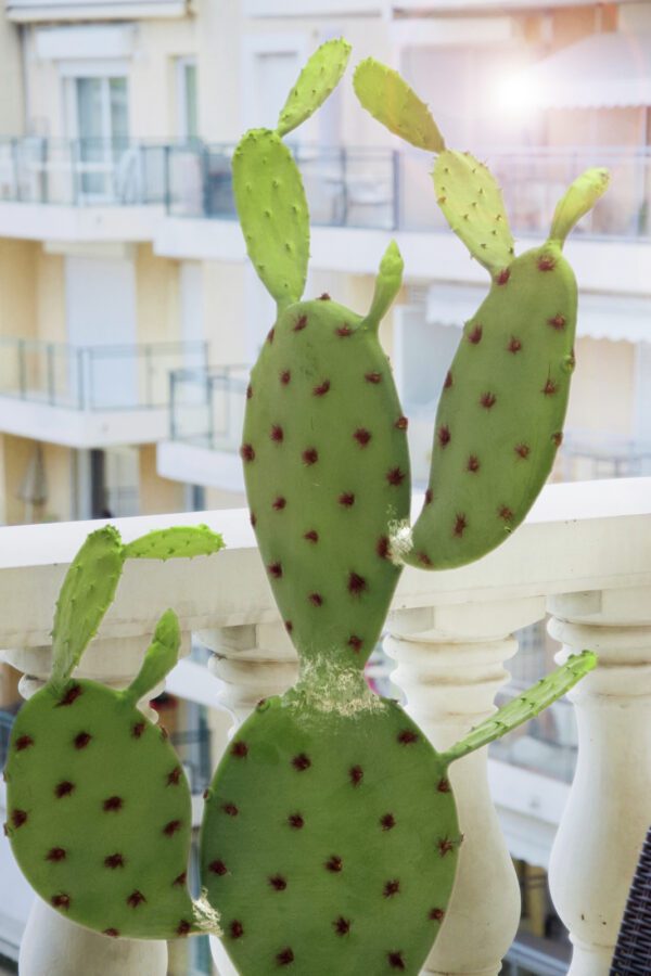 Kaktus Nopal, 75cm - Image 3