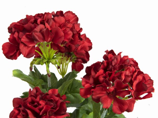 Červená Pelargonie, 42 cm - Image 2