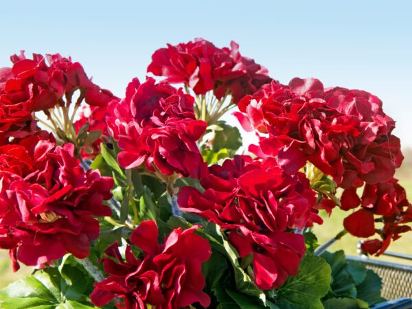 Červená Pelargonie, 42 cm - Image 7