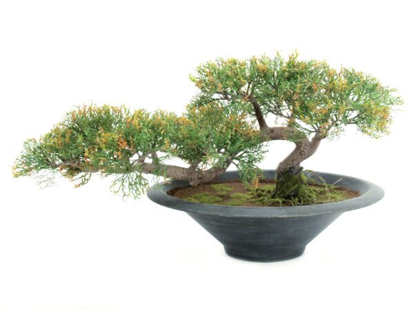 Bonsai Cedr, 40 cm