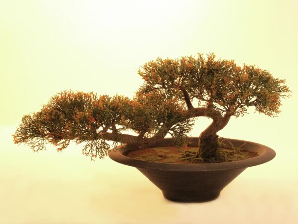 Bonsai Cedr, 40 cm - Image 2
