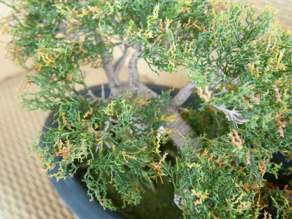 Bonsai Cedr, 40 cm - Image 3