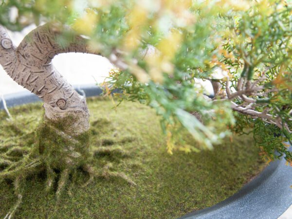 Bonsai Cedr, 40 cm - Image 4