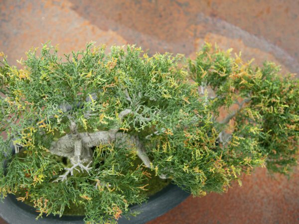 Bonsai Cedr, 40 cm - Image 5