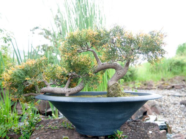 Bonsai Cedr, 40 cm - Image 6