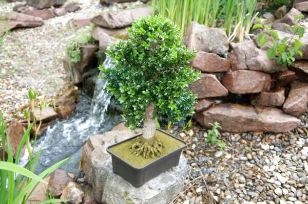 Bonsai Cedr, 40 cm - Image 7