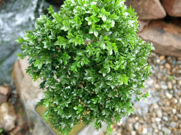 Bonsai Cedr, 40 cm - Image 8