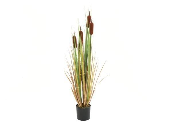 Orobinec, říční rákosí s doutníky, 150 cm