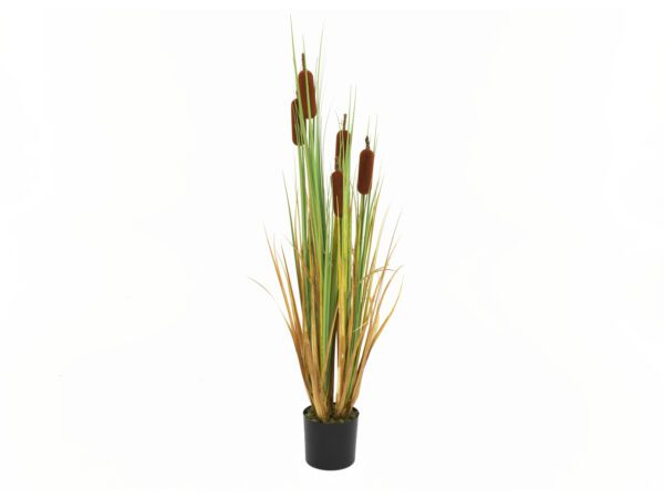 Orobinec, říční rákosí s doutníky, 150 cm - Image 2