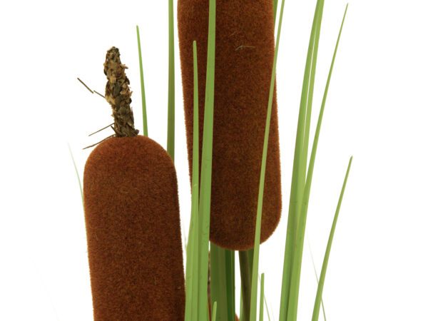Orobinec, říční rákosí s doutníky, 150 cm - Image 3