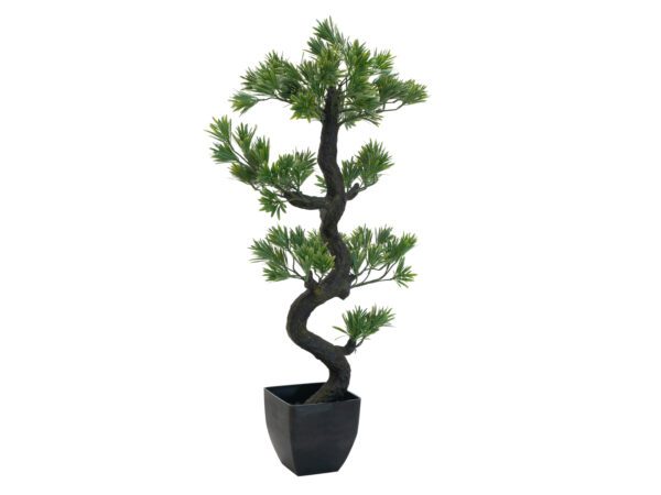 Borovicová bonsai, 95cm