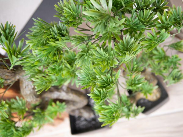 Borovicová bonsai, 95cm - Image 7