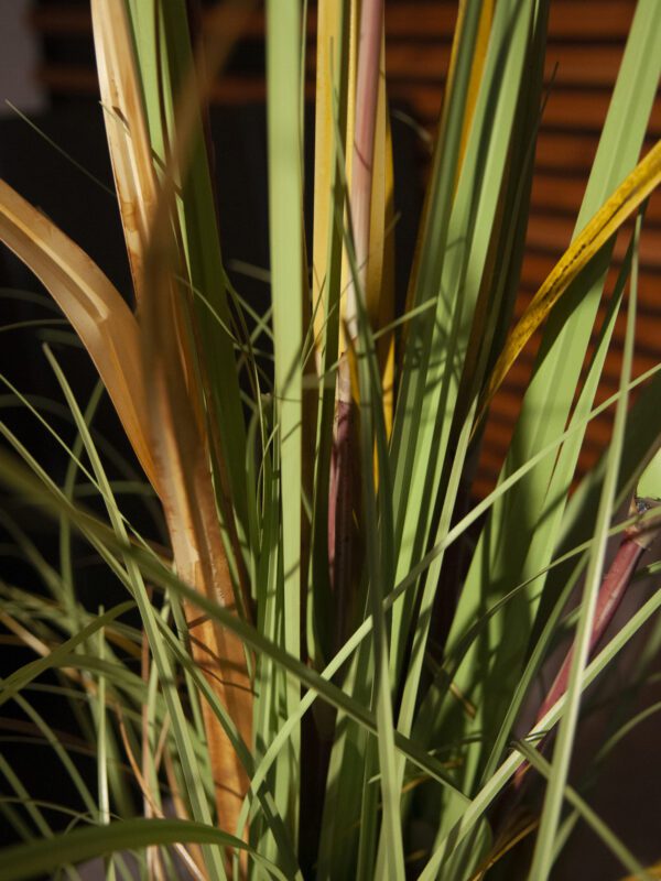 Tráva divoká, 120 cm - Image 7