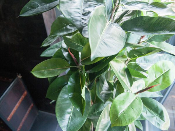 Kaučukovník, 120 cm - Image 3
