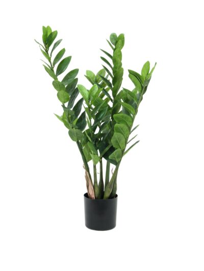 Zamiokulkas, 70cm