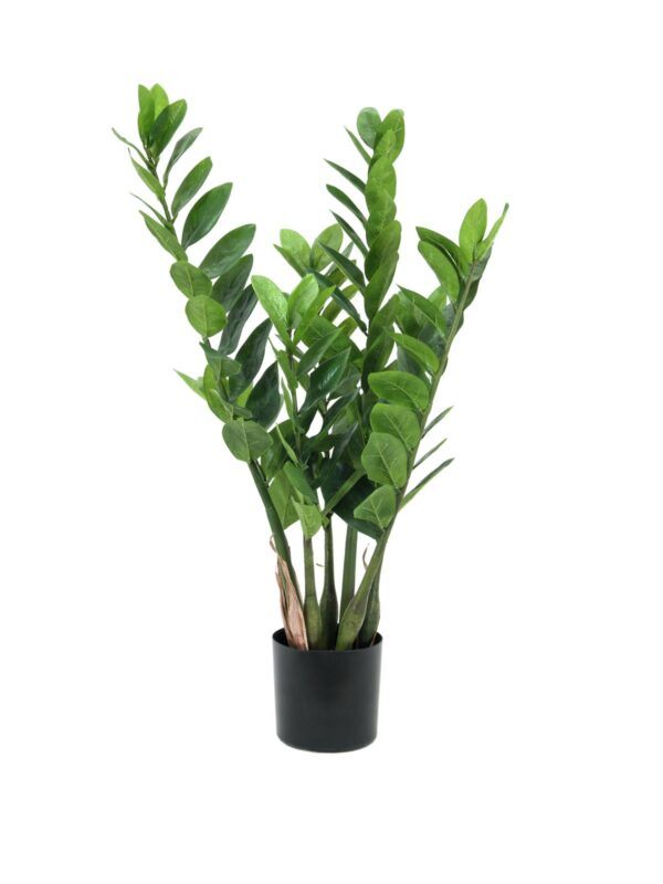 Zamiokulkas, 70cm