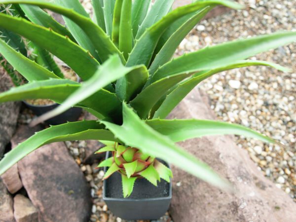 Agave kaktus s květináčem, 75 cm - Image 4
