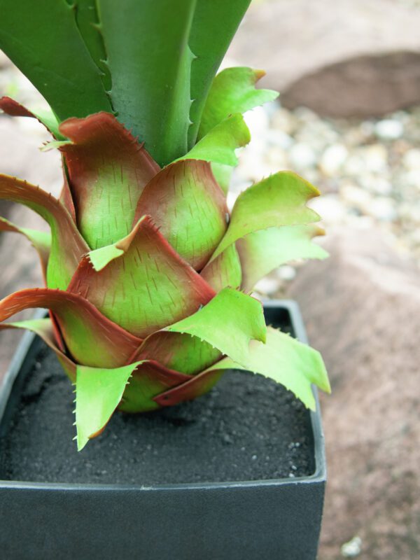 Agave kaktus s květináčem, 75 cm - Image 5