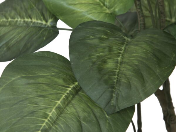 Pothos stromek, 175cm - Obrázek 2