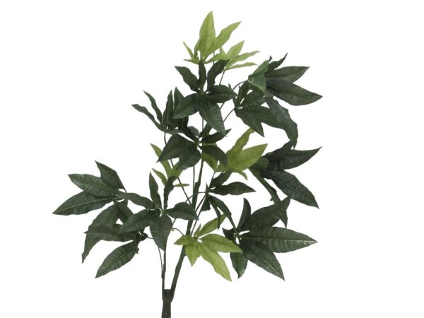 Pachira stonky, 3 kusy, 160cm - Image 3