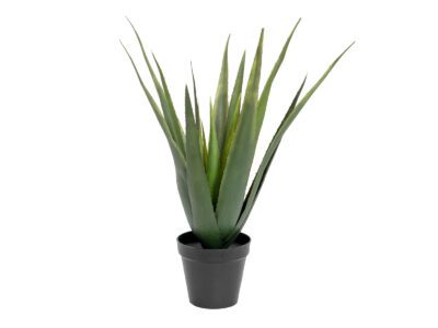 Aloe-Vera rostlina, 60 cm