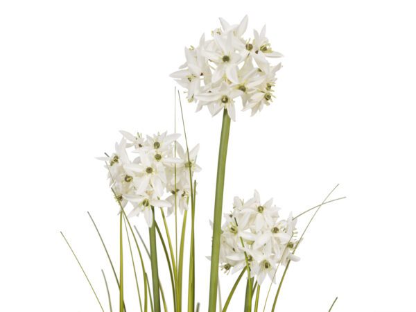 Allium tráva s bílými květy, 120 cm - Image 2