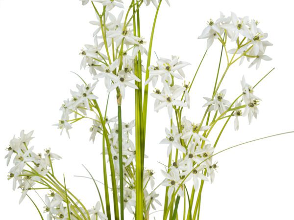 Jasmínová tráva s bílými květy, 130 cm - Image 2