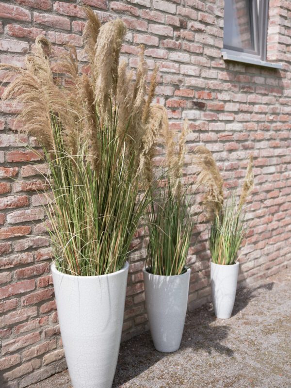 Čínská stříbrná tráva, 140 cm - Image 7