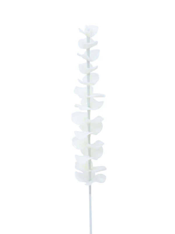 Eukalyptus bílý - křišťálový, 81 cm, 12 ks