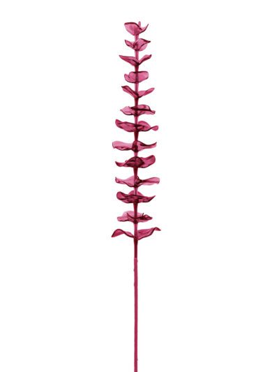 Eukalyptus červený - křišťálový, 81 cm, 12 ks