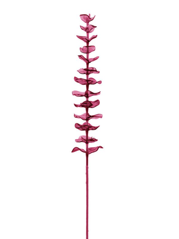 Eukalyptus červený - křišťálový, 81 cm, 12 ks