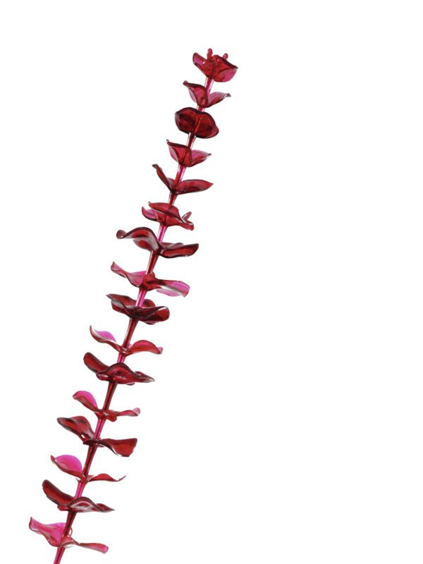 Eukalyptus červený - křišťálový, 81 cm, 12 ks - Image 3