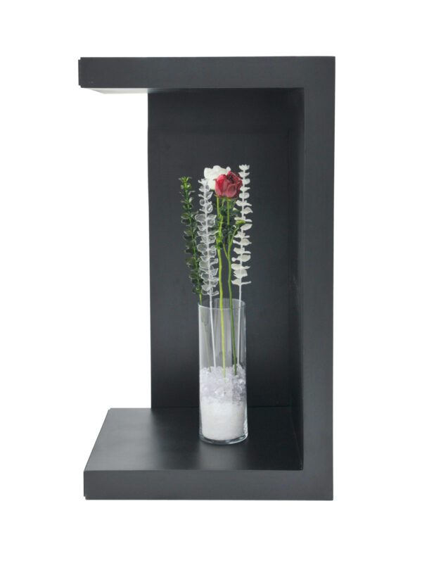 Eukalyptus červený - křišťálový, 81 cm, 12 ks - Image 4