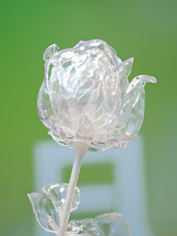 Růže čirá, křišťálová 81cm, 12ks - Image 5