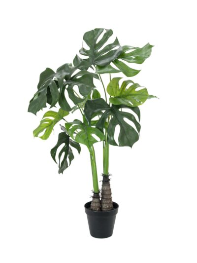 Monstera deliciosa, 90 cm