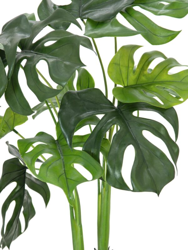 Monstera deliciosa, 90 cm - Obrázek 2