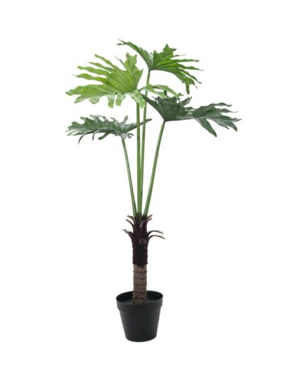 Filodendron palma, 120 cm
