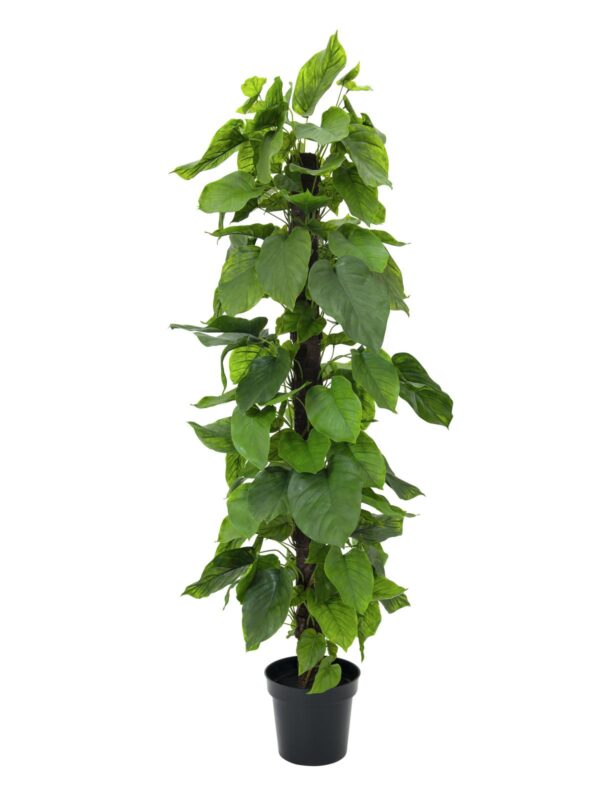 Pothos strom, 180 cm