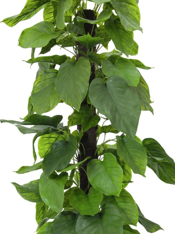 Pothos strom, 180 cm - Obrázek 2
