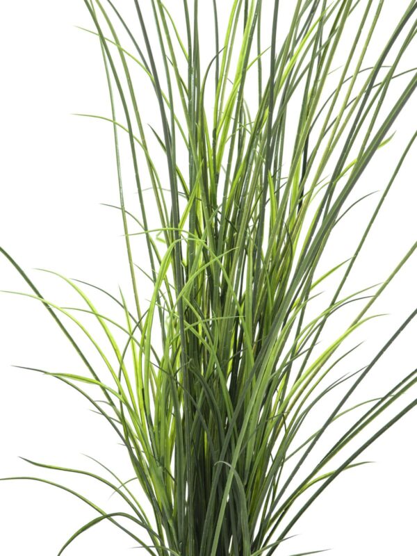 Rákosová tráva, 145 cm - Image 2