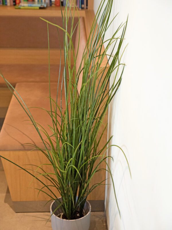 Rákosová tráva, 145 cm - Image 7