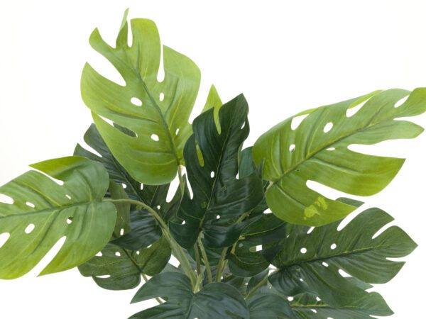 Filodendron, výška 38cm - Image 2