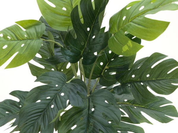 Filodendron, výška 38cm - Image 3