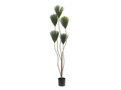 Papyrus palma, 130 cm